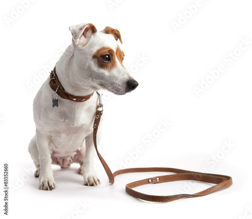 Jack Russell terrier dog sitting on a collar and leash