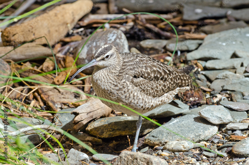 Whimbrel Whimbrel