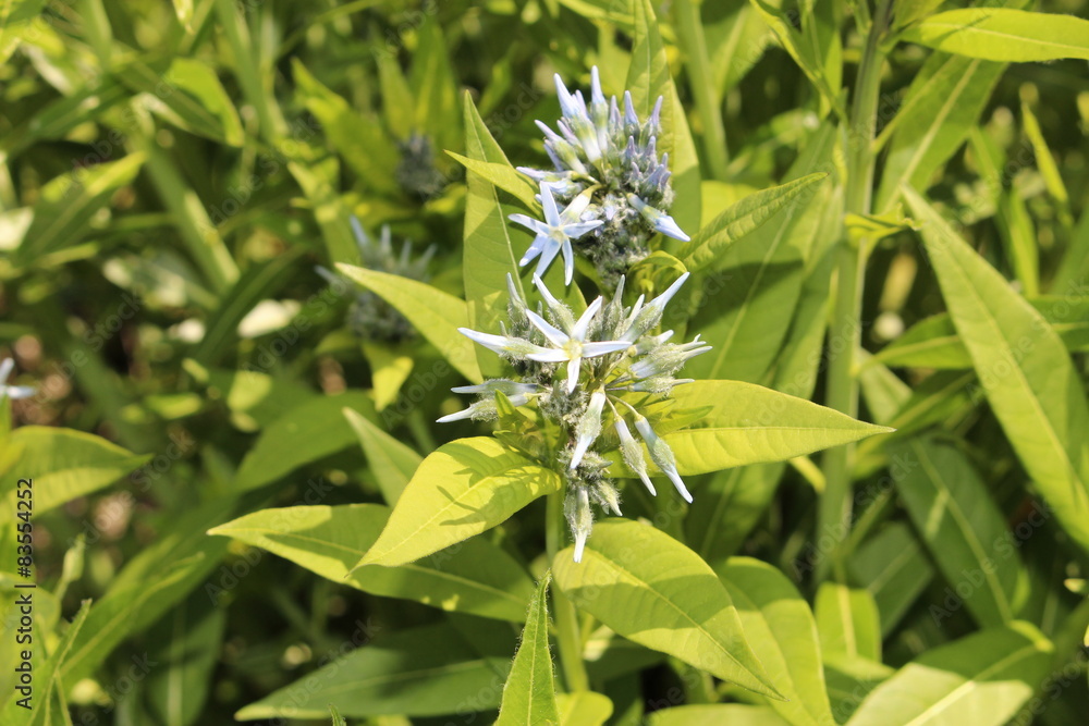 Shining Blue Star (Amsonia Illustris) in Innsbruck, Austria Shining Blue Star (Amsonia Illustris) in Innsbruck, Austria