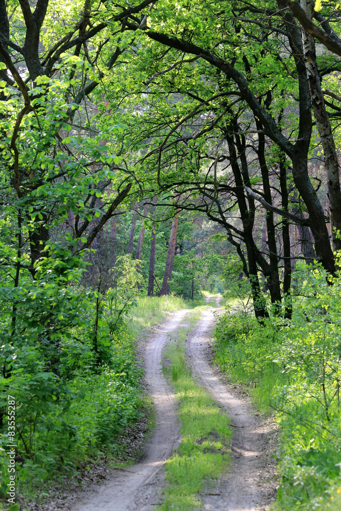 Obraz premium road in green forest