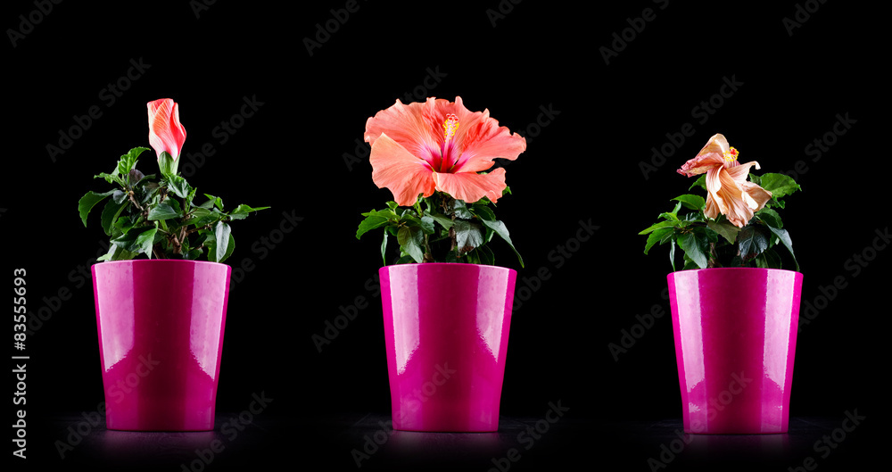 Aging concept from Hibiscus flower life cycle