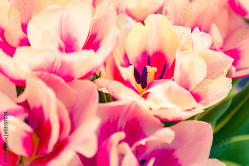 Fototapeta Naklejka Na Ścianę i Meble -  Marvellous tulip flowers in the Keukenhof park