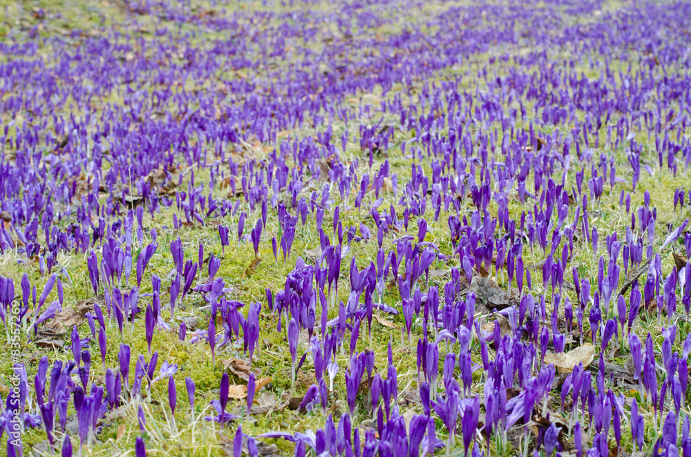 Obraz premium Purple crocus field