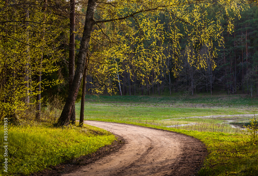 Fototapeta premium The road in the spring forest