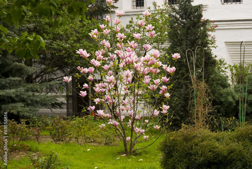 Blooming magnolia tree in a spring garden.