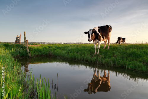 cow by river at sunset © Olha Rohulya