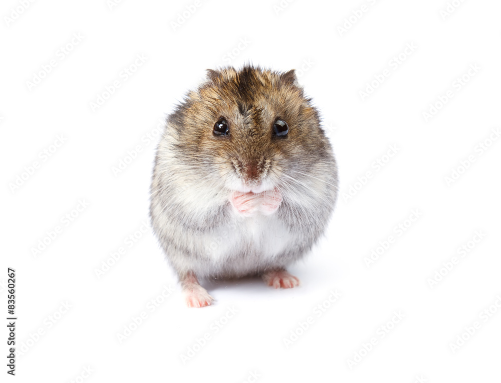 Little dwarf hamster isolated on white background Little dwarf hamster isolated on white background