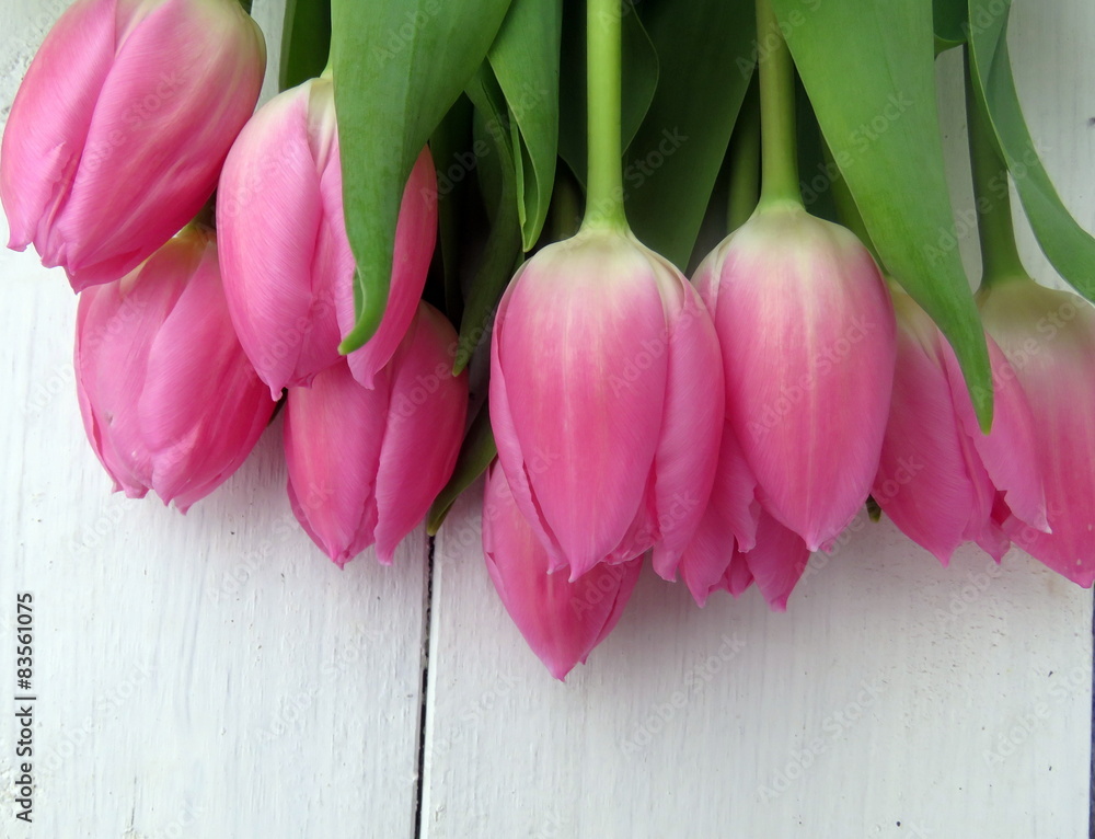 Pink Tulips on a White Background