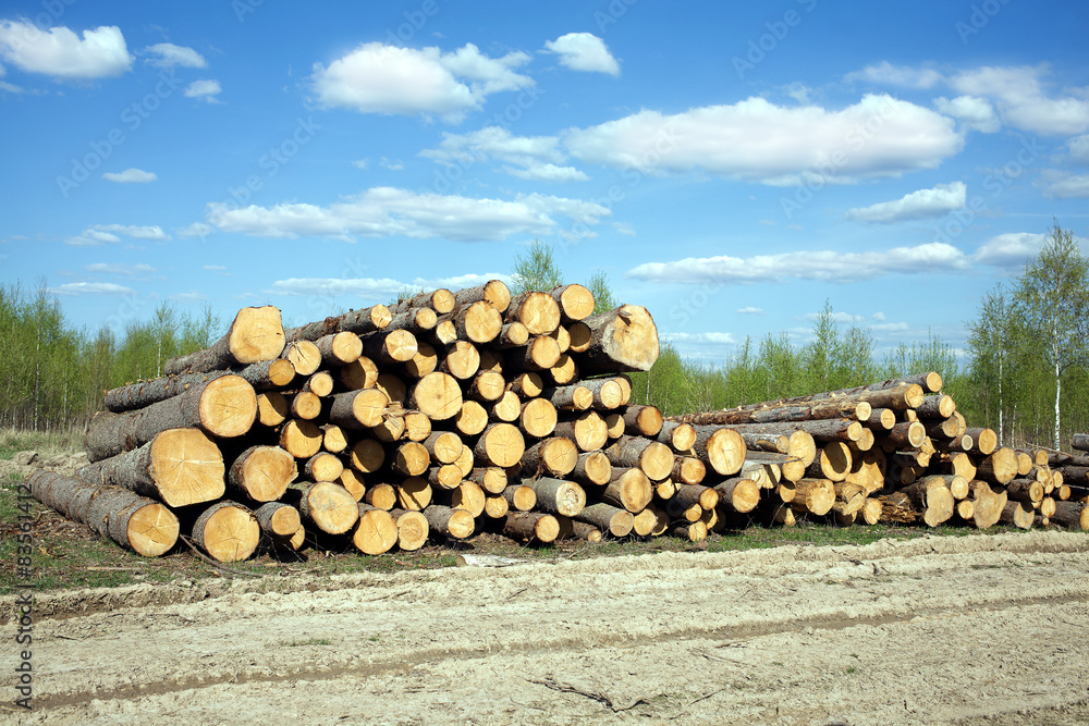 Rustic landscape width stacked pine logs in summer day Rustic landscape width stacked pine logs in summer day
