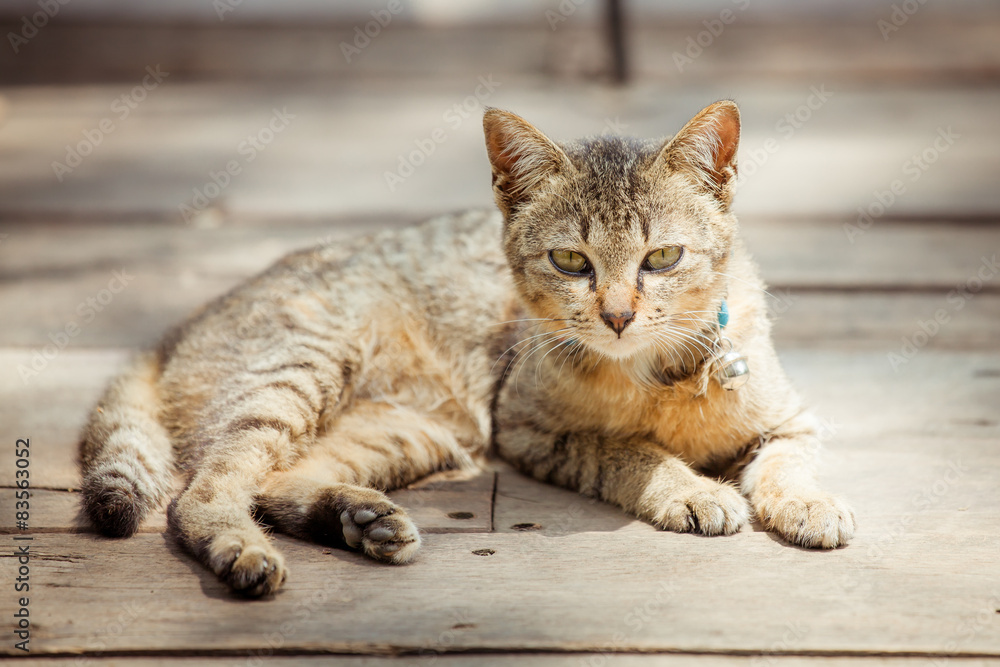 Portrait of brown eyed cat on old wooden