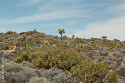 Lost Horse Mine Trail