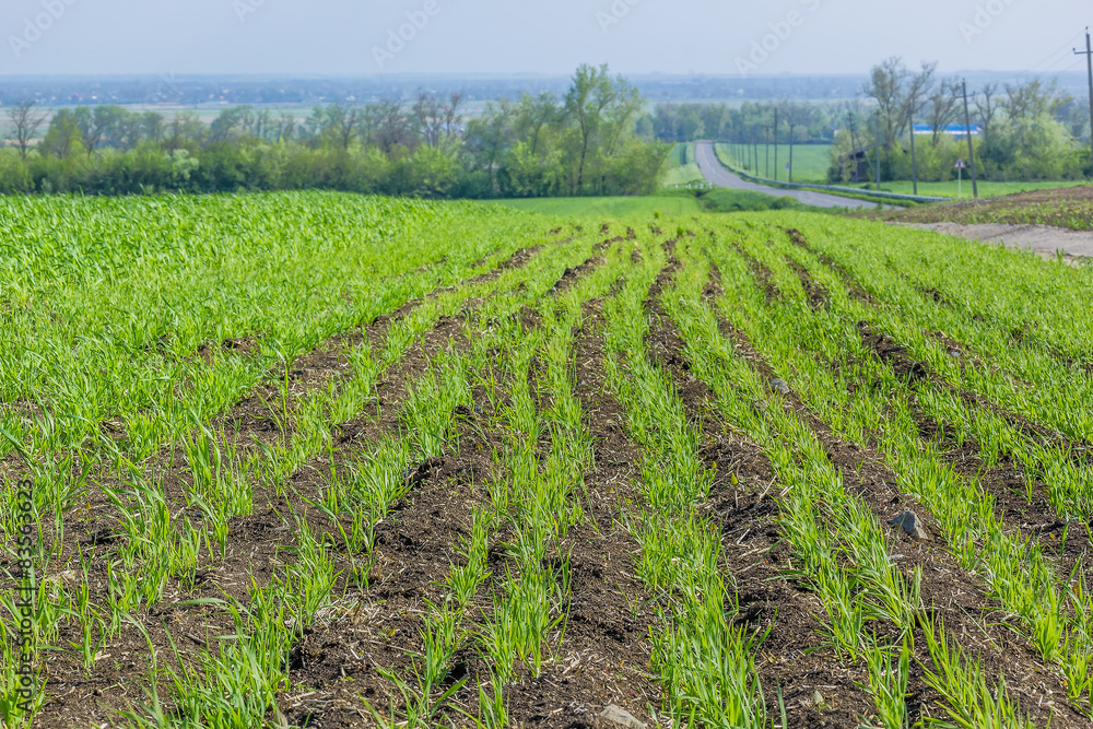 Field with green shoots of spring wheat