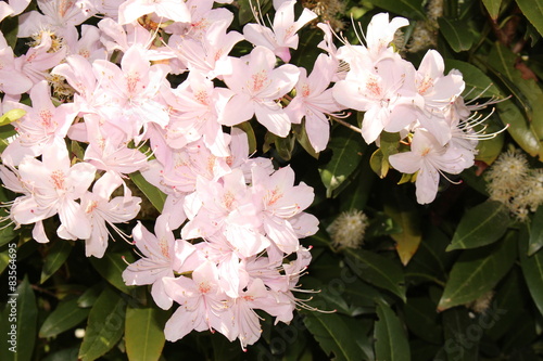 Korean Wheeldon Pink (Rhododendron Rubiginosum) in Innsbruck photo