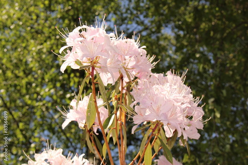 Korean Wheeldon Pink (Rhododendron Rubiginosum) in Innsbruck photo