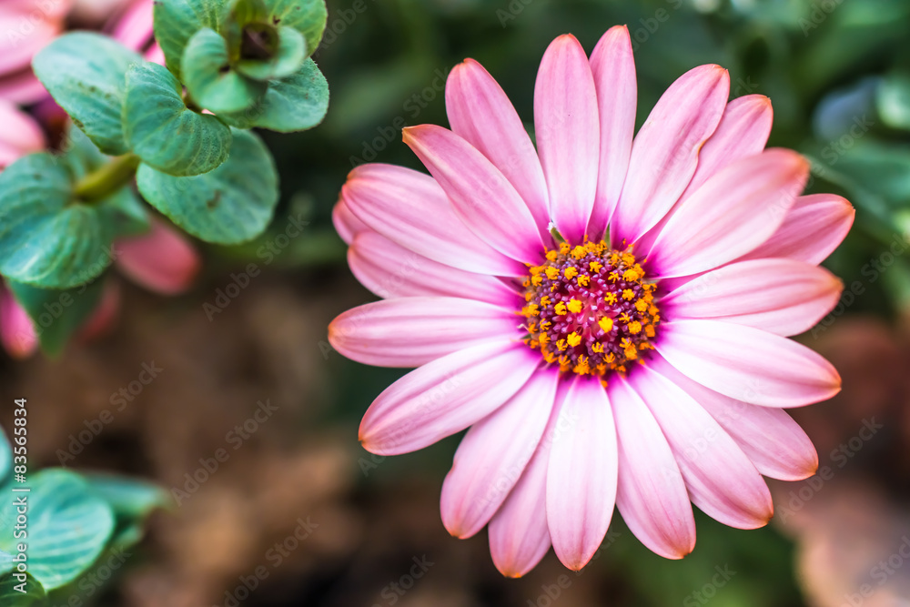 Obraz premium デイジー