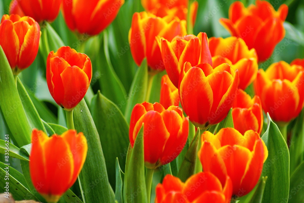 Orange tulips flower
