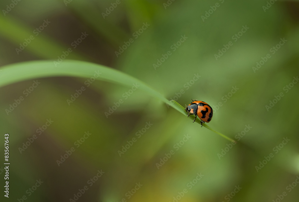 Ladybug