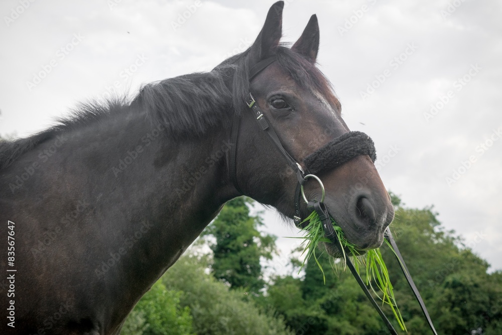 Obraz premium Beautiful Horse Posing for Camera