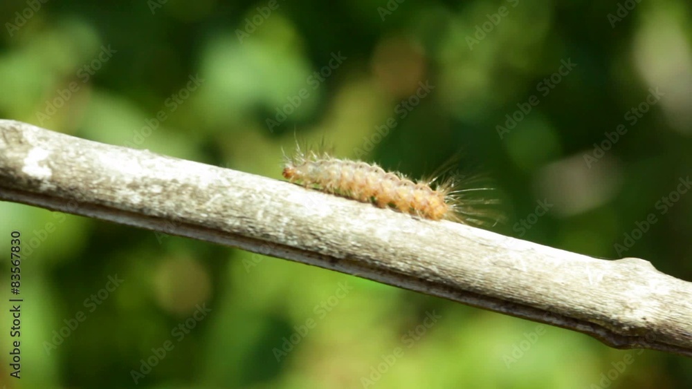 Caterpillar walking on dry stick, closeup Caterpillar walking on dry stick, closeup