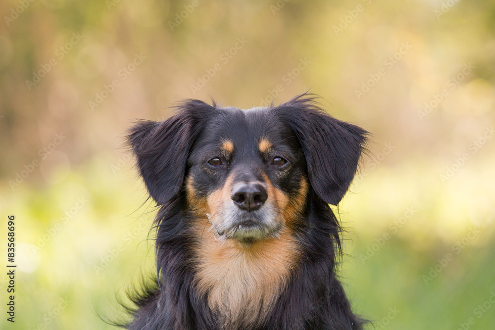 Ein Portrait von einem Hund der aufmerksam in die Kamera guckt