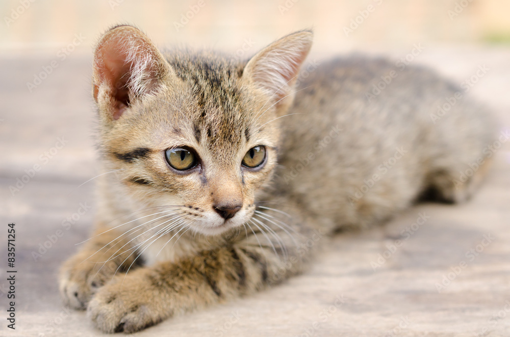 faces of  thai kittens so cute