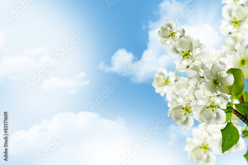 Branch of the cherry blossoms against the blue sky with clouds