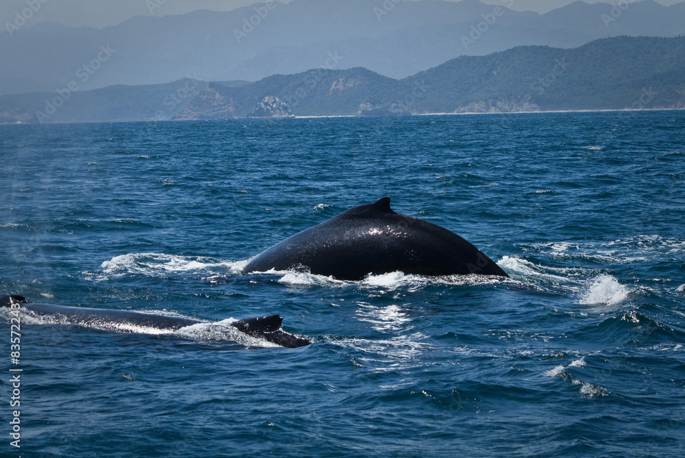 Fototapeta premium Beautiful humpback whales in the coast of Ecuador
