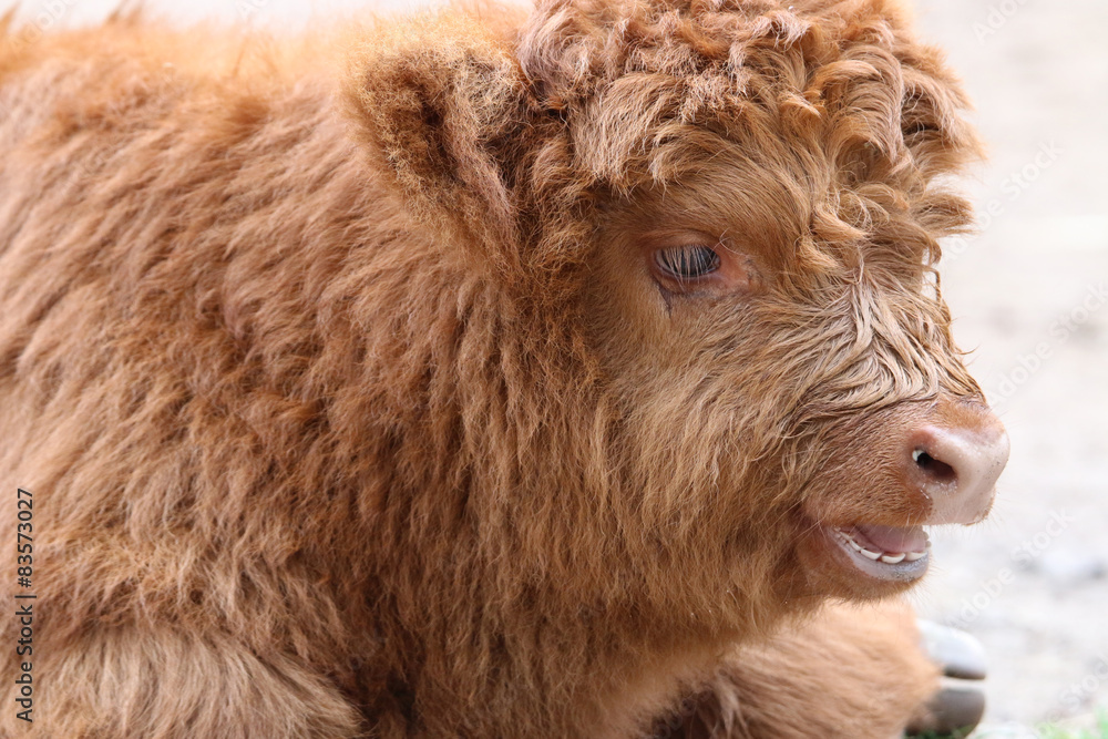 Fototapeta premium Schottisches Hochlandrind (Bos Primigenius Taurus)