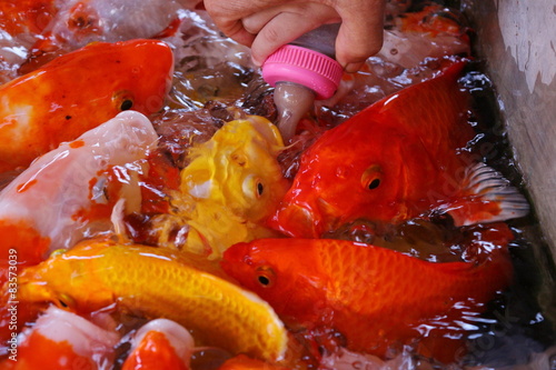 Photography Koi (Cyprinus carpio haematopterus), fish fed from the hand.