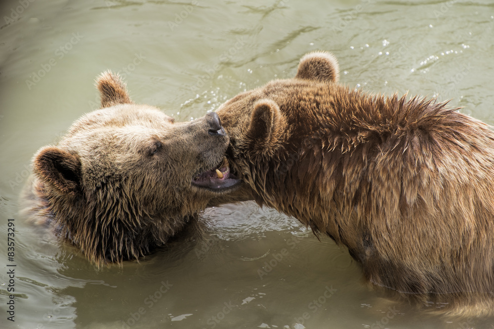 Fototapeta premium Two brown bears playing in water