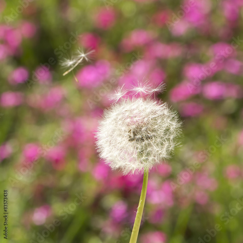 Dandelion in the wind