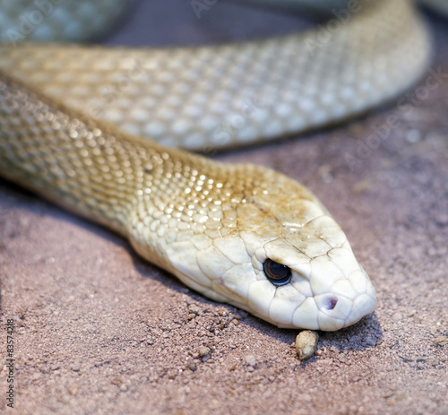 taipan snake