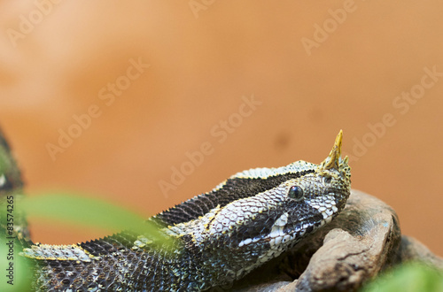 Rhinoceros viper photo