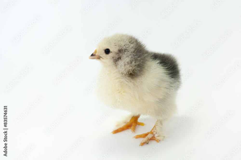 Obraz premium Chiken