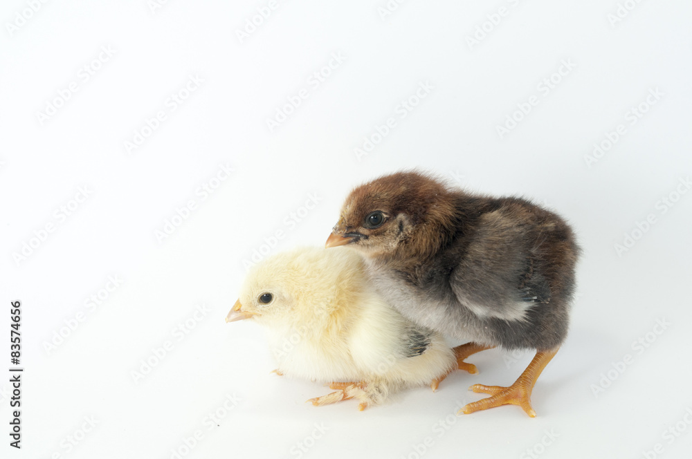 Obraz premium Chiken