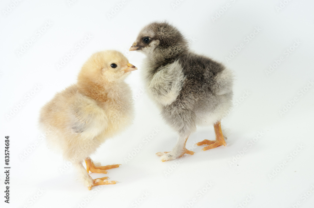 Fototapeta premium Chiken