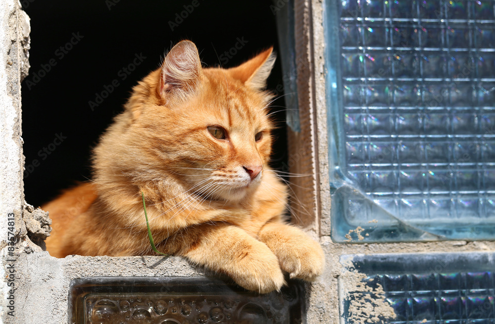 Naklejka premium beautiful orange cat photo