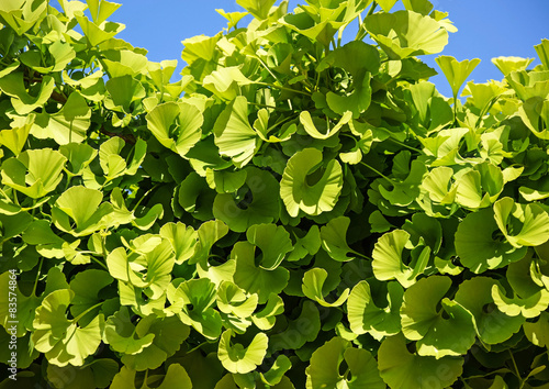 Leaves of the Ginkgo tree