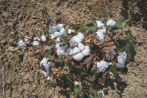 Cotton plants field