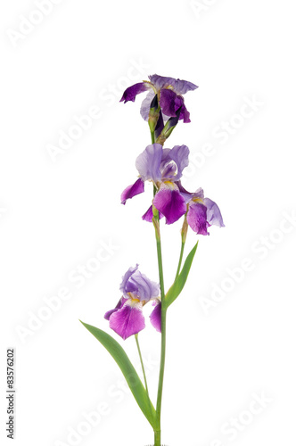 freshness purple iris