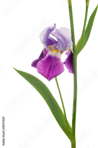 freshness purple iris