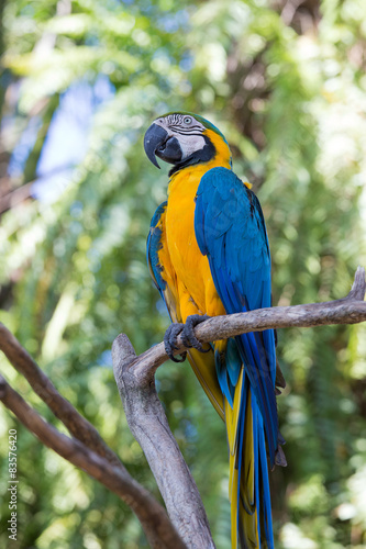 Blue and Yellow Macaw Parrot in Bali Bird Park,, Indonesia