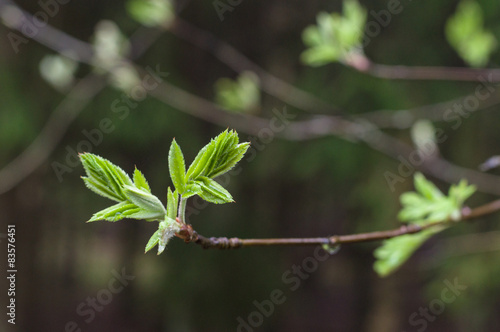 Rowan tree natural fresh leaves on dark background