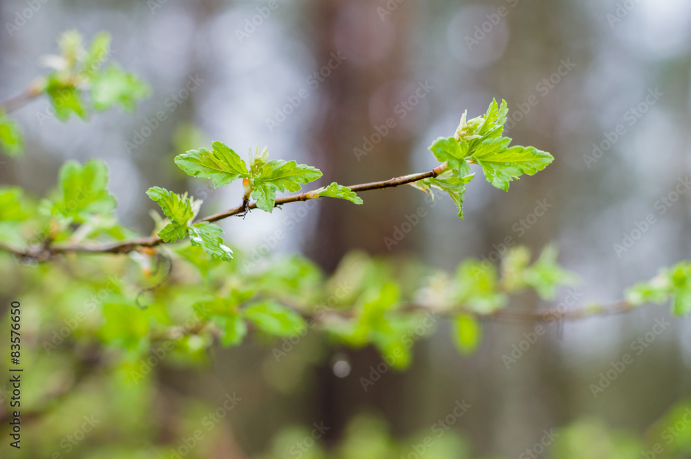 Fresh twig of currant bush on springtime Fresh twig of currant bush on springtime