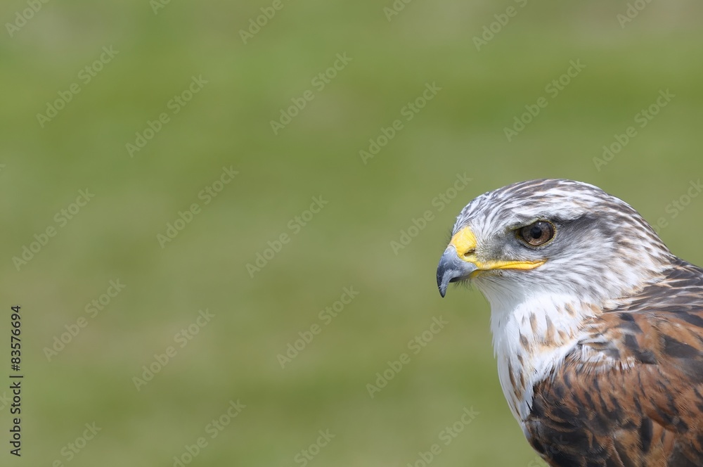 Eagle. Eagle.