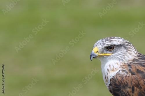 Eagle. © StockPhotoAstur