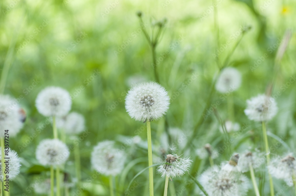 taraxacum taraxacum