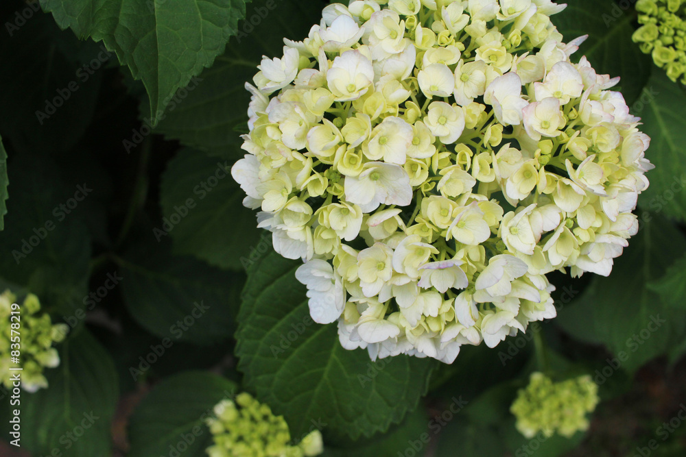 Hydrangea began coloring Hydrangea began coloring
