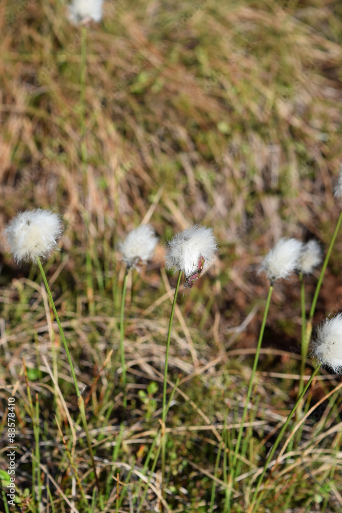 Scheiden-Wollgras mit Wanze Scheiden-Wollgras mit Wanze