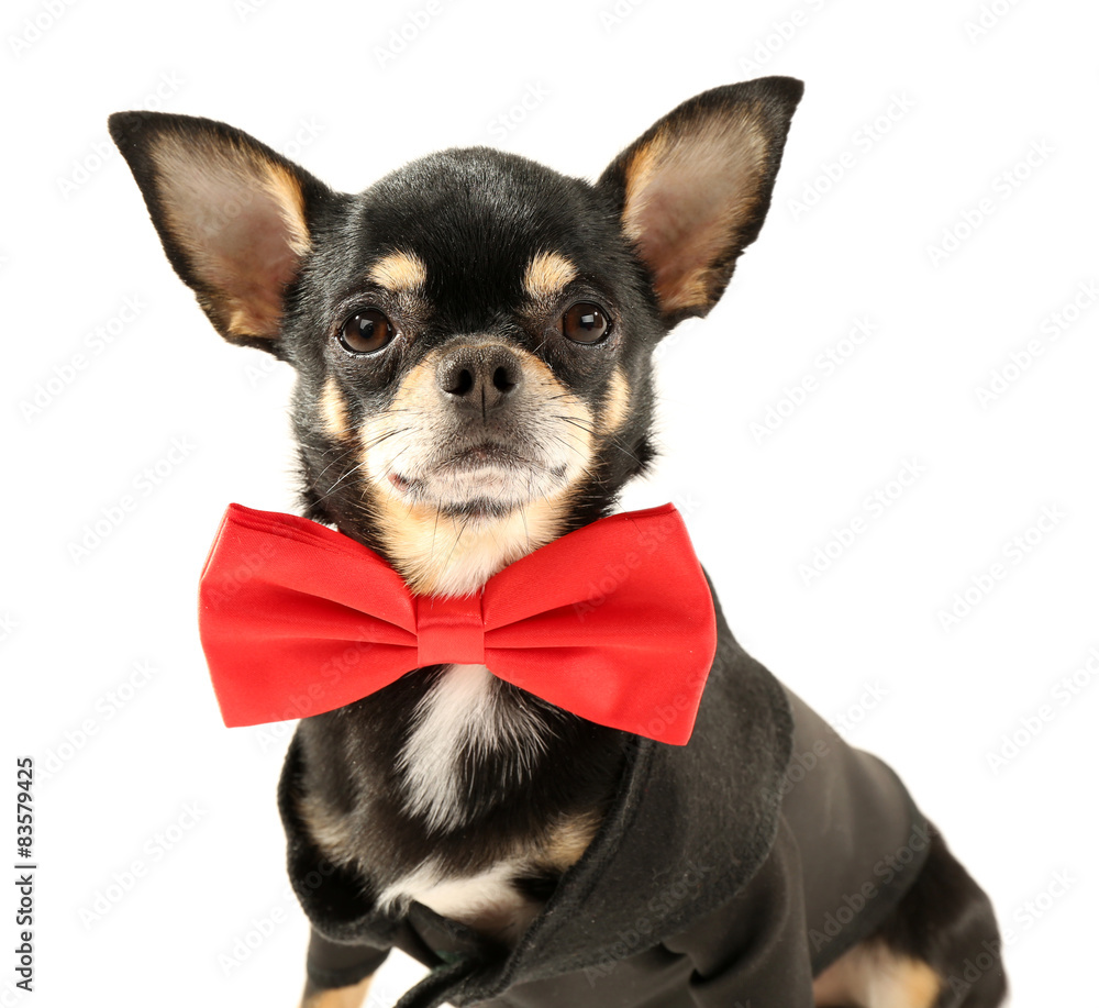 Cute chihuahua puppy in red bow tie isolated on white Stock Photo